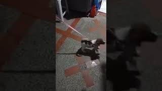 ESTOY CHIQUITA Y MUY BONITA 😍 #dog #doglover #mascotafeliz #babyisaac #pet #lunacity #yutubeshorts 🐕