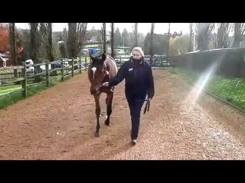 Roderic O'Connor ex Dollar Bird 2yo Racing Syndicate with Sir Mark Prescott in Newmarket
