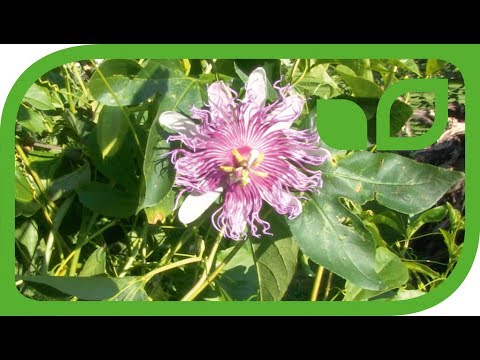 Winterharte Passionsblume Eia Popeia als freiwachsende Staude