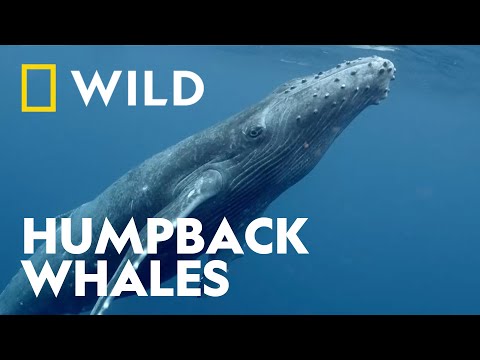 Humpback Whales Migration to Australian Waters | Built to Survive | National Geographic WILD UK