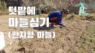 유공비닐없이  마늘 심어도 될까? 한지형마늘. 6쪽마늘 심기. 텃밭농사