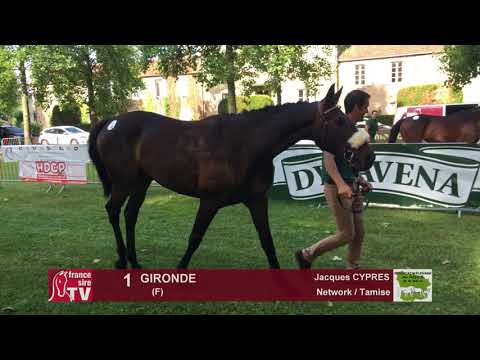 Sprinter Sacré Show 2018 : Lot 1 - Gironde