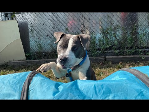 Kalinda, agility (10/5/24)