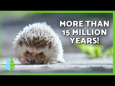 10 FASCINATING FACTS About HEDGEHOGS 🦔 Surprising Secrets of This Spiky Little Mammal