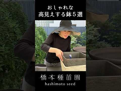 日当たりの良い鉢植え：熱波に強い13種からお選びください  庭園