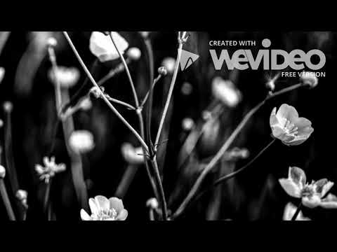 Fafex - Fafex - Ohrozený druh