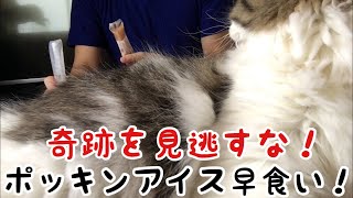 [早食いチャレンジ]冷え冷えポッキンアイスを早食い！