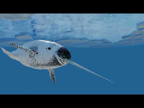 10 Fascinating Facts about Narwhals: For Ocean Lovers, Students, Reports or to Unwind and Enjoy