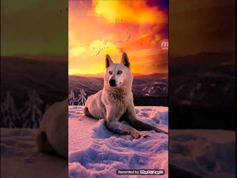 Oğuz aslan mofesa baya güzel şarkı