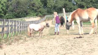 preview picture of video 'Great Strides: Healing and Growth in Partnership with Horses'