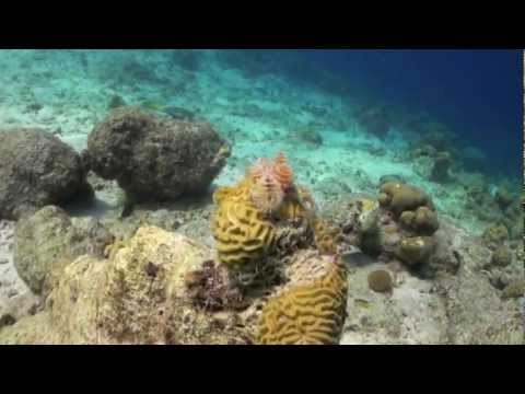 Christian Tschuertz - Bonaire - Netherlands Antilles - 2012