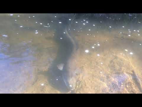Ness Valley Eels - 1