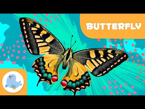 Butterfly 🦋 Animals for Kids 🌱 Episode 11