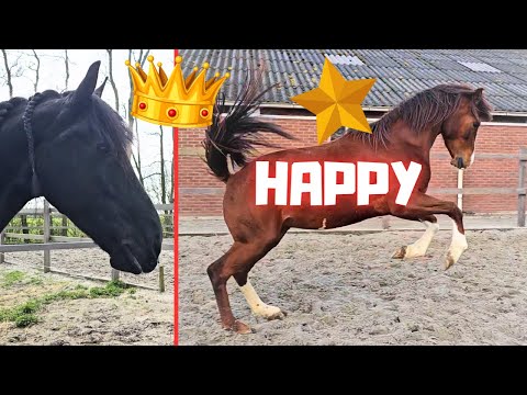 Happy Rising Star⭐, Beautiful Queen👑Uniek. No foal yet... Waiting... | Friesian Horses