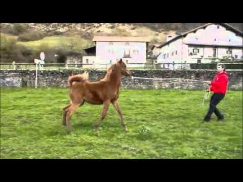 ESTEEM AL ZUBI (Avalon LBA (x DA Valentino) x Ameera Al Janna (x