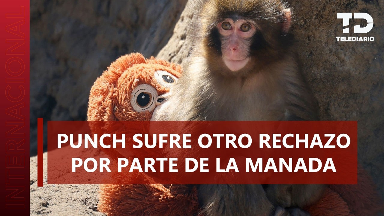 Punch-kun: La historia del mono bebé que fue abandonado y encontró consuelo con un muñeco de peluche