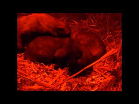 Welpen Luna 22 01 2014