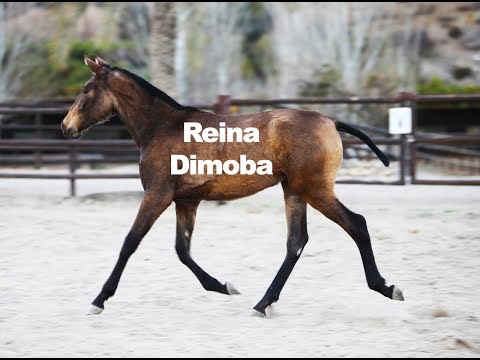 Buckskin PRE Filly - Reina Dimoba (Publicado 8-1-2019)