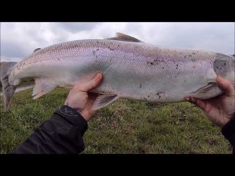 Stor laks fra Storåen 2021