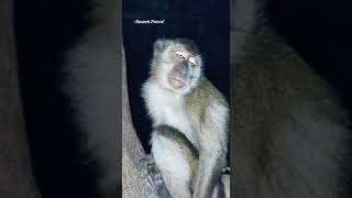 Download lagu story' wa monyet ngantuk mp3 Download lagu story' wa monyet ngantuk mp3