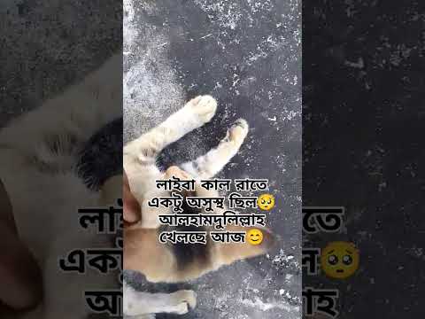 মাশা-আল্লাহ লাইবা সুস্থ হয়েছে আলহামদুলিল্লাহ 🥰🥰