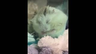 おやすみハムスター