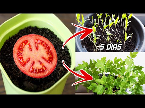 , title : '🍅🍅 Germinar tomates en 5 días en casa | Sembrar, plantar y cultivar tomates)'
