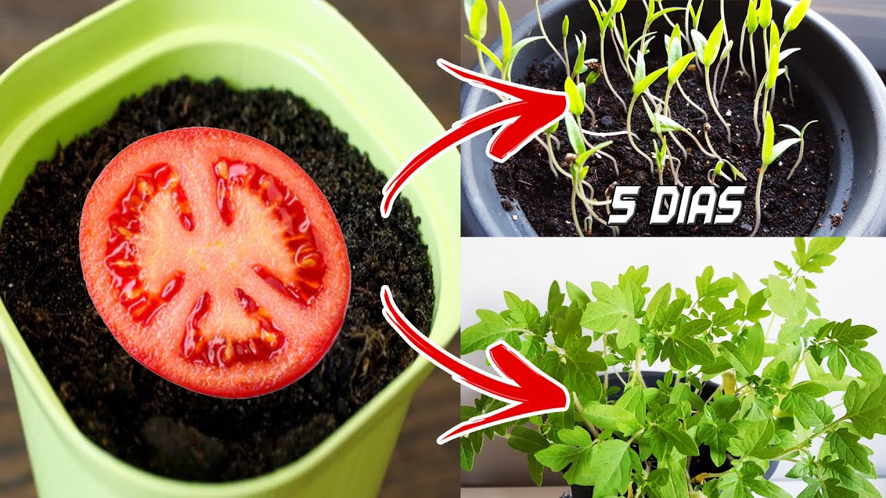 🍅🍅 Germinar tomates en 5 días en casa | Sembrar, plantar y cultivar tomates)