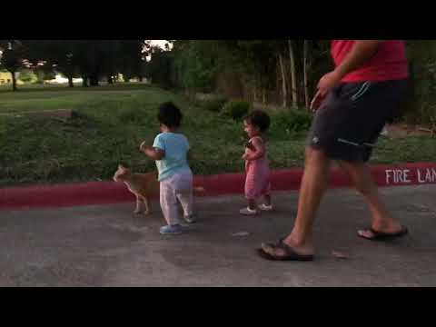 Anvi and sashi chasing cat(12 months old)