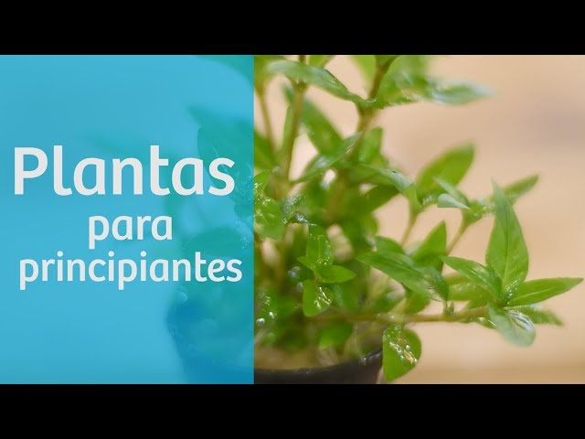 Vídeo relacionado con 10 anillos de alimentación de peces, anillos flotantes para plantas de acuario, anillos redondos y cuadrados, anillos flotantes para acuarios, para agua dulce, agua salada para sostener o separar