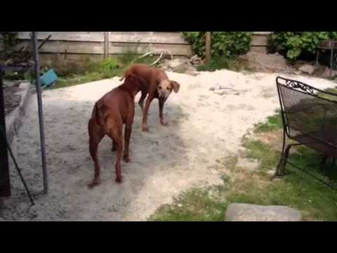 11-6-13 Mazoe & Khami rellen in de tuin 2