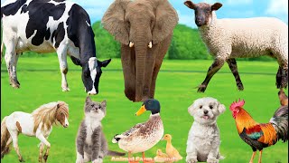 Cute Animals and Pets: Duck, Elephant, Horse, Cow, Dog, Sheep, Cat, Chicken - Pet Sounds