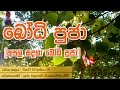Bodhi Poojawa Kavi Gatha Buddhist Puja Chantings By Hapugoda Priyankara Thissa Thero