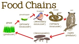 Food Chains for Kids: Food Webs, the Circle of Life, and the Flow of Energy - FreeSchool