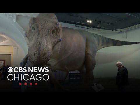 Lifelike model of Sue the T. Rex returns to Chicago's Field Museum