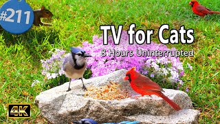 TV for Cats 😻8 Hours of Birds 🐦Uninterrupted Cat TV with Fluttering Wings and Singing Birds