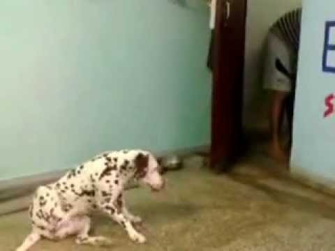 Maxi #subscribetomychannel #youtubeshorts #subscribe #shortsvideo #dog #doglover #petlover #pets