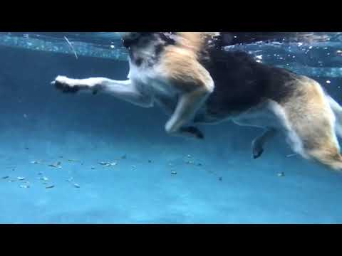 Doggy-paddle under water