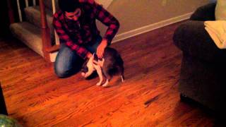 My Dog likes to Glide