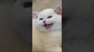 القطة تضحك وي وي