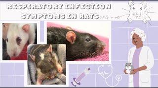 URI symptoms in rats | does my rat have a respiratory infection?