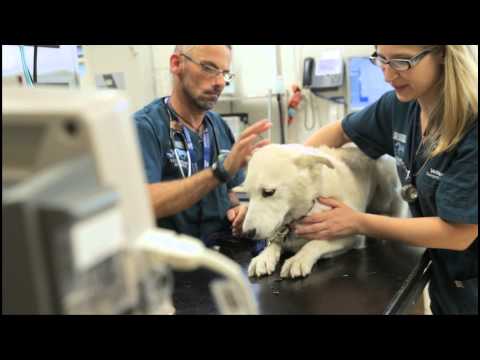 download lagu mp3 mp4 Best Veterinary Hospital In India, download lagu Best Veterinary Hospital In India gratis, unduh video klip Best Veterinary Hospital In India