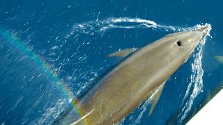 Fishing With The Dolphins | The Big Catch | Earth Unplugged