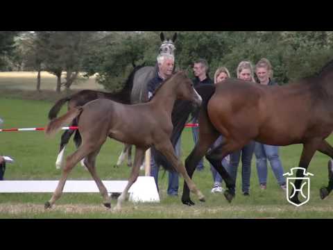 NF124 Hengstfohlen von Clicksem - Corrado I - Heraldik xx
