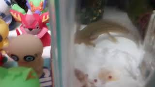 ウーパー動画空腹な時に餌やりすると…