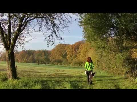 Hier "shepherds"! Herbst 2014 mit AUSSIE-Rudel - Die Geiselbach-Runde