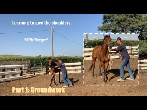 Teach your horse to yield its shoulders! Part 1: Groundwork