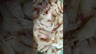 Download lagu UDANG ENAK INI mp3