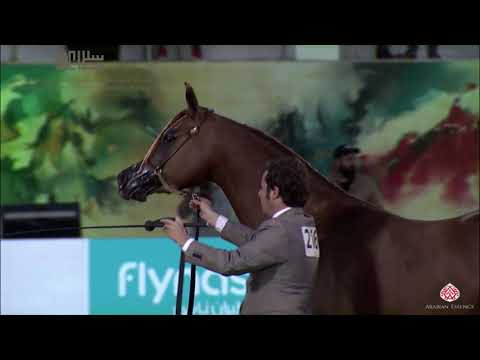 N.216 ELYNDORA - 2020 PSAIAHF Al Khalediah Show - Mares 4-6 Years Old (Class 7B)