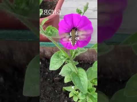 Жители Якутска начали замечать необычных бабочек